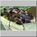 Valgus hemipterus - Stolperkaefer 01c.jpg